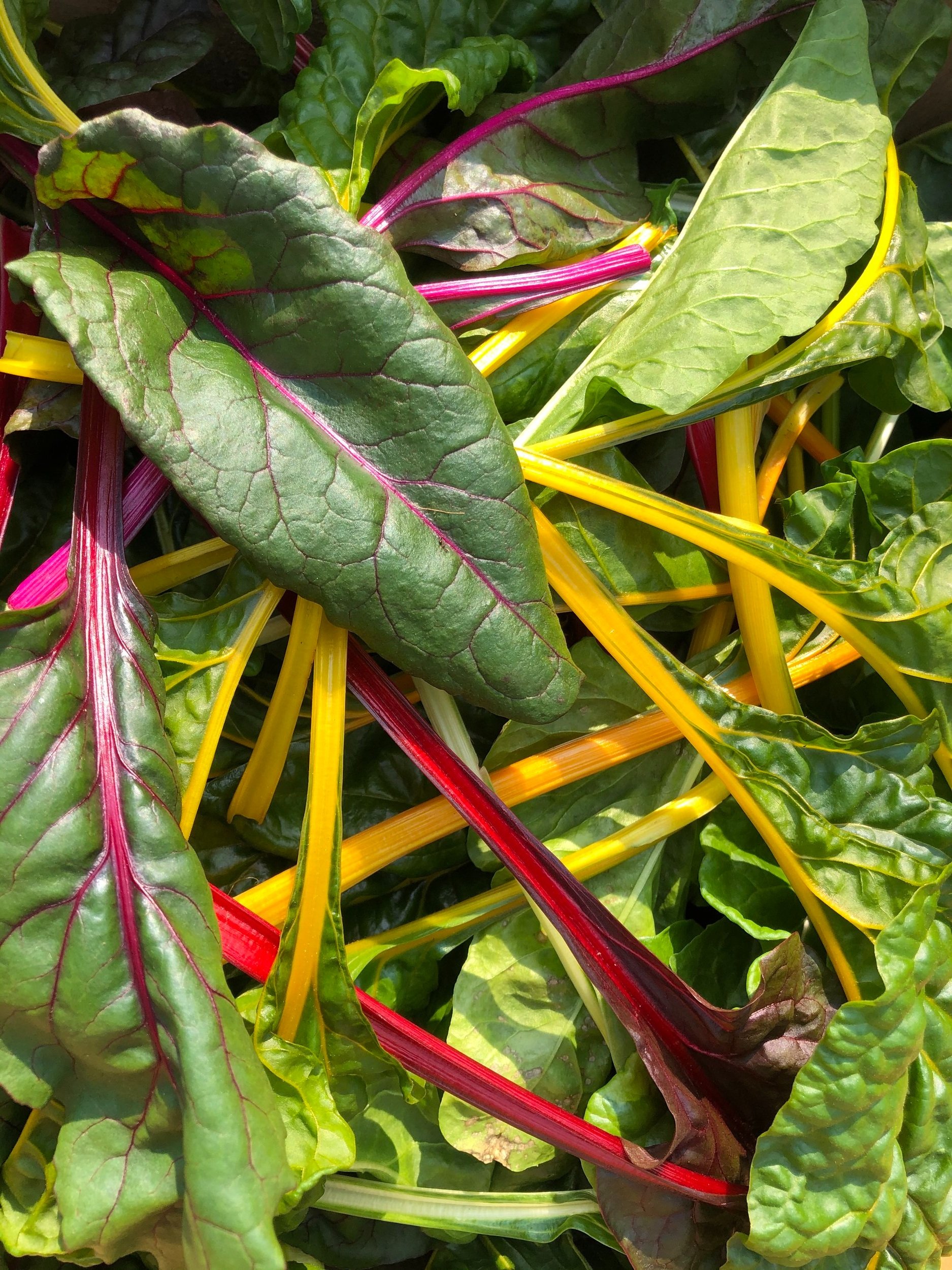 Spicy Pickled Swiss Chard Stems — 5 Loaves Farm