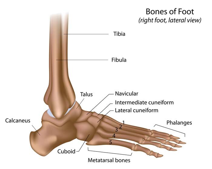 Anatomy Moment: 52 foot bones — CORPO KINETIC