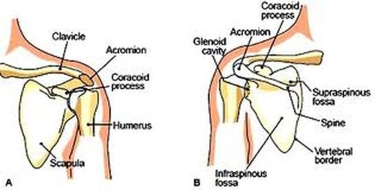 Anatomy Moment: the shoulder girdle — CORPO KINETIC