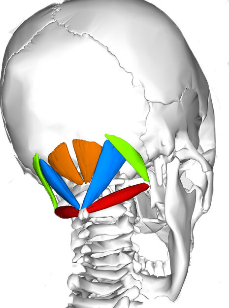 skull anatomy back