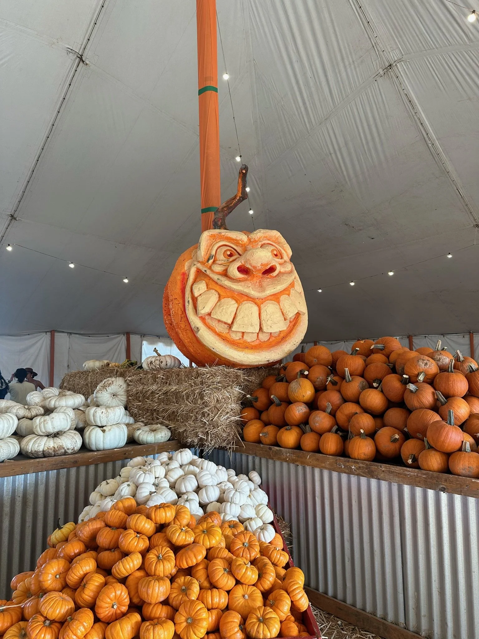 72 Hours in Del Mar: A Fall Local's Itinerary