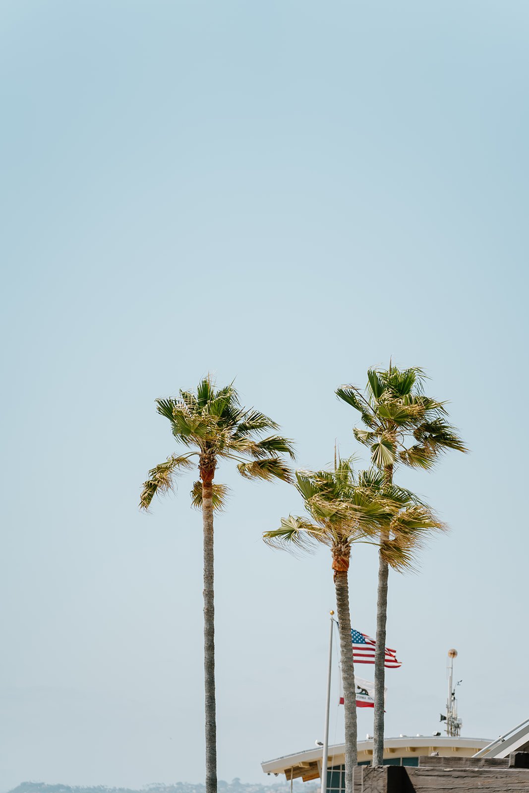del mar beach palm trees