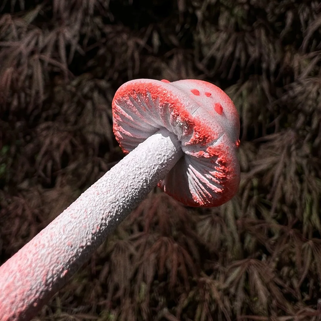 FluorescentRed&White-Mushroom_v1.jpg