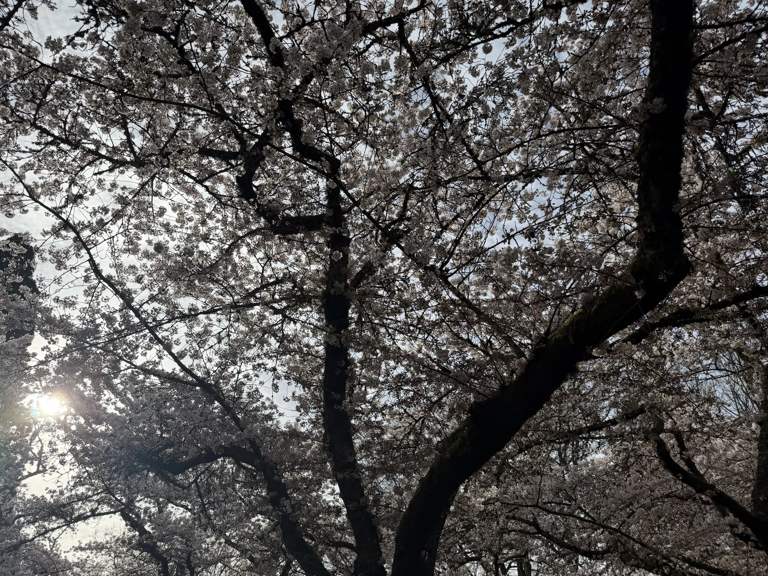 Woodstock Annual Plant Sale - Woodstock Community Center