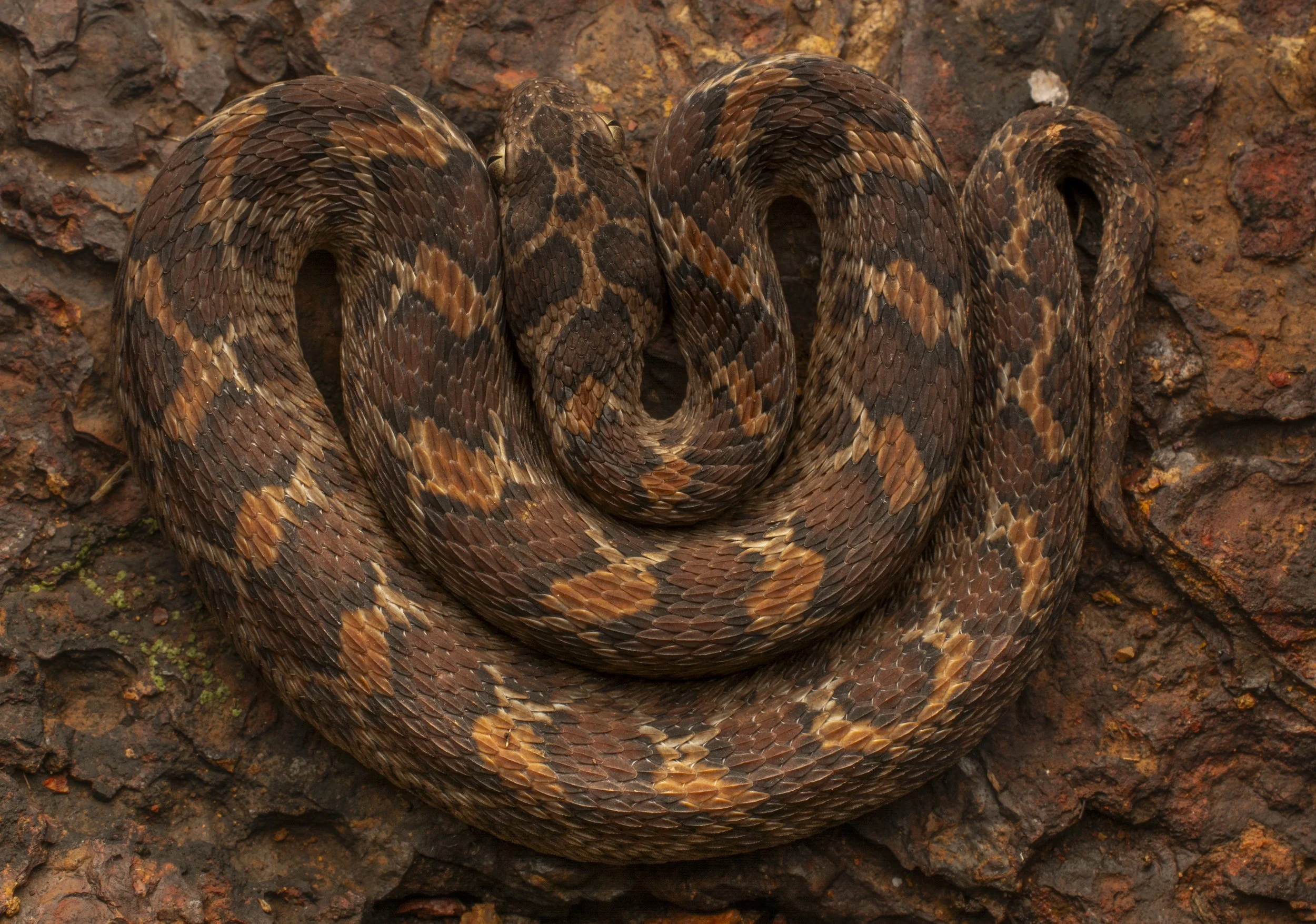 India Echis saw scale viper laterite plataeu Western Ghats Venomous snake