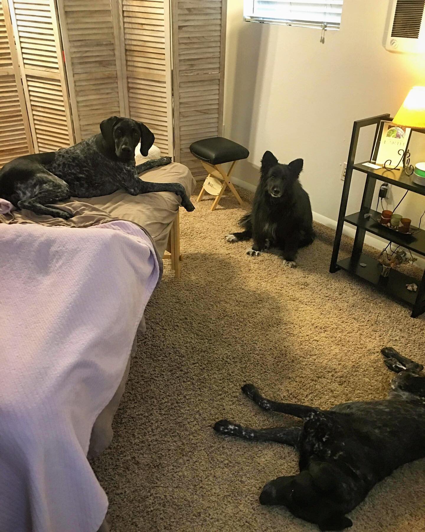 Top three perks of working at home 🤷🏻&zwj;♀️😂
&bull;
#littlehelpers #ihopeyoulikedogs #movingmindful #massagedogs #massagetherapy #homeoffice #homebusiness #hillbillyblackbear #horseypony #babychickadee