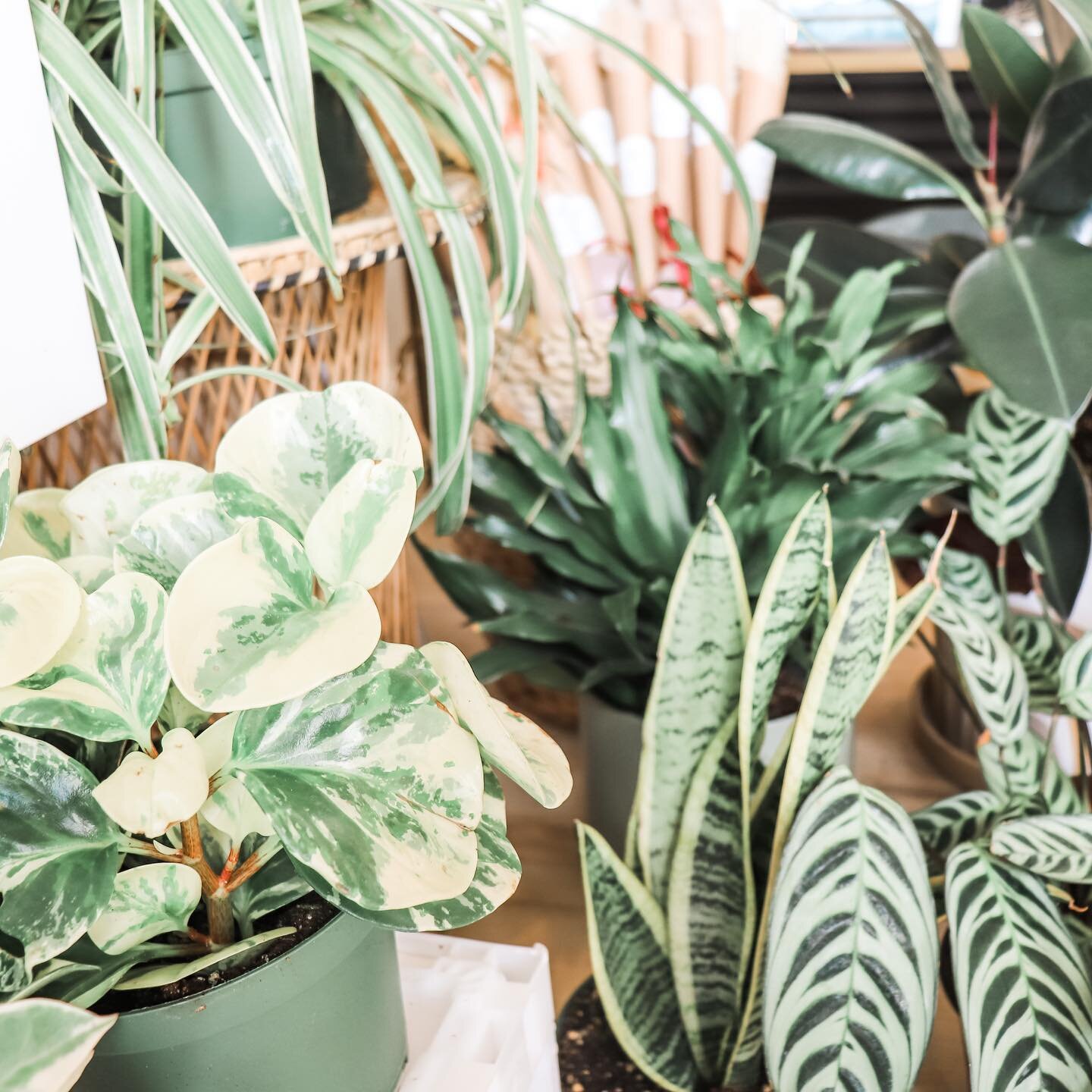 All this warm weather can only mean one thing.. its plant season! 🪴

Come shop our wide selection of house plants and dont forget to book your photo mini session with @lizjohnstonphotography held in our very own studio space!

🪴🌱🪴🌱

#wildfloraan