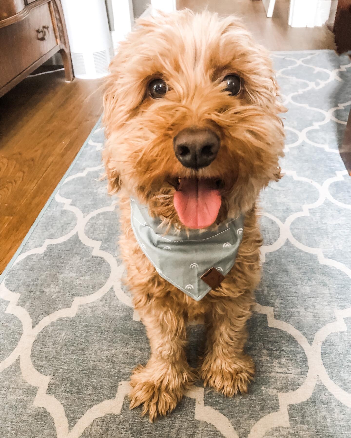 Looking for a sweet Easter gift for your furry friend? This pup recommends @nala.coapparel bandanas and accessories! 

We just got a fresh delivery of new patterns and colours of both bandanas and lanyards so it is the perfect time to come shop! We a