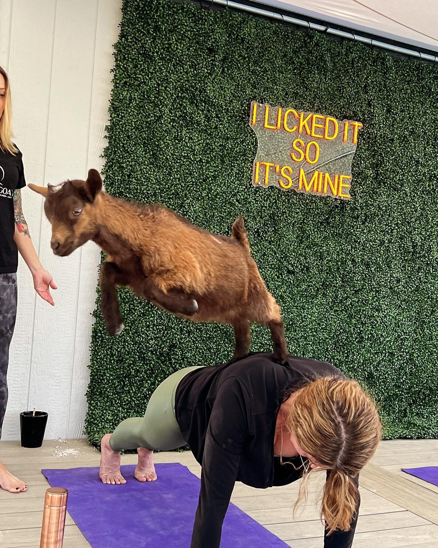 S A T U R D A Y
Goat yoga today off site! 🐐 🧘&zwj;♀️ 

S U N D A Y
9a Outdoor and In Studio Weekend Flow
10:30a Stretch &amp; Restore
8-1 Farmer&rsquo;s Market