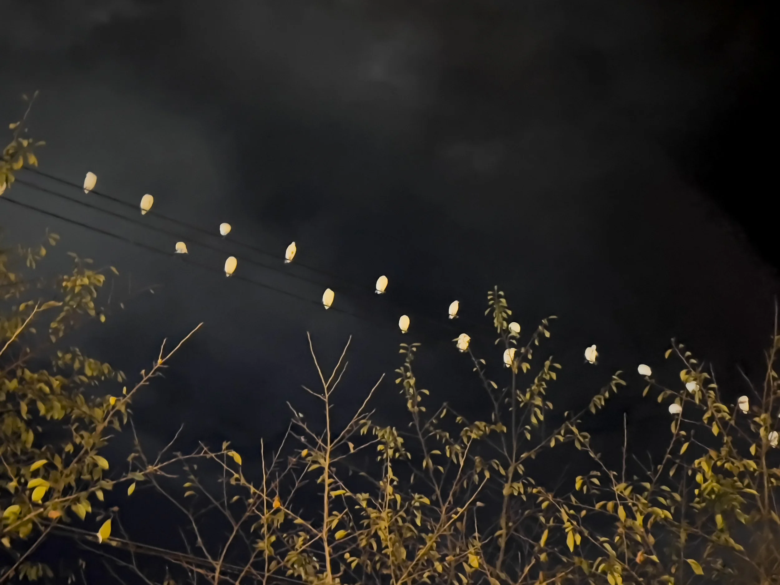 PBG_TSE_ARTWORK_2025_Bird Song.jpg