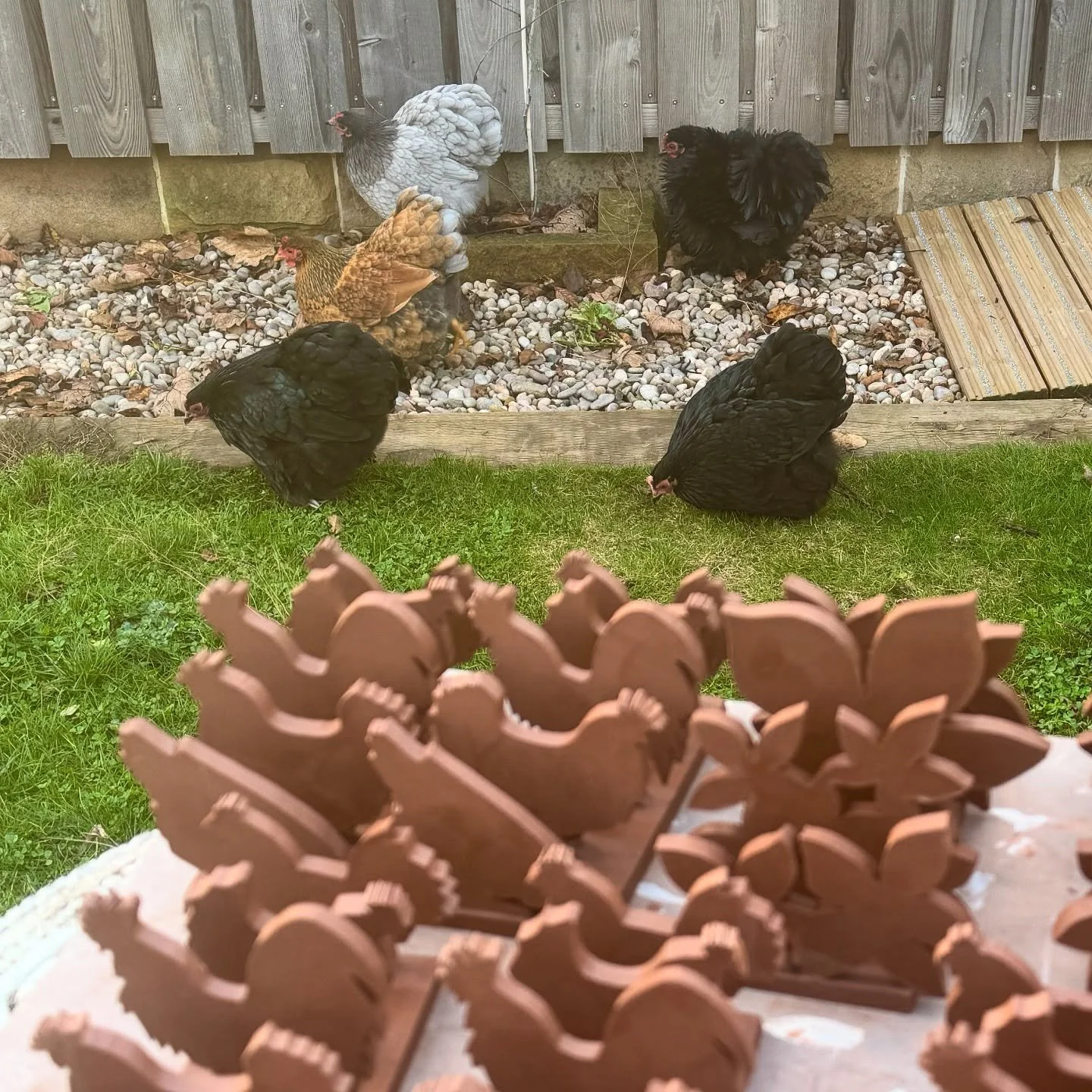 In the spring, we hatched some bantam chicks in an incubator and they now live in a run at the end of our garden next to my studio.

It was my son who was desperate to have them, but I now find myself surprised by how ridiculously attached to them I 