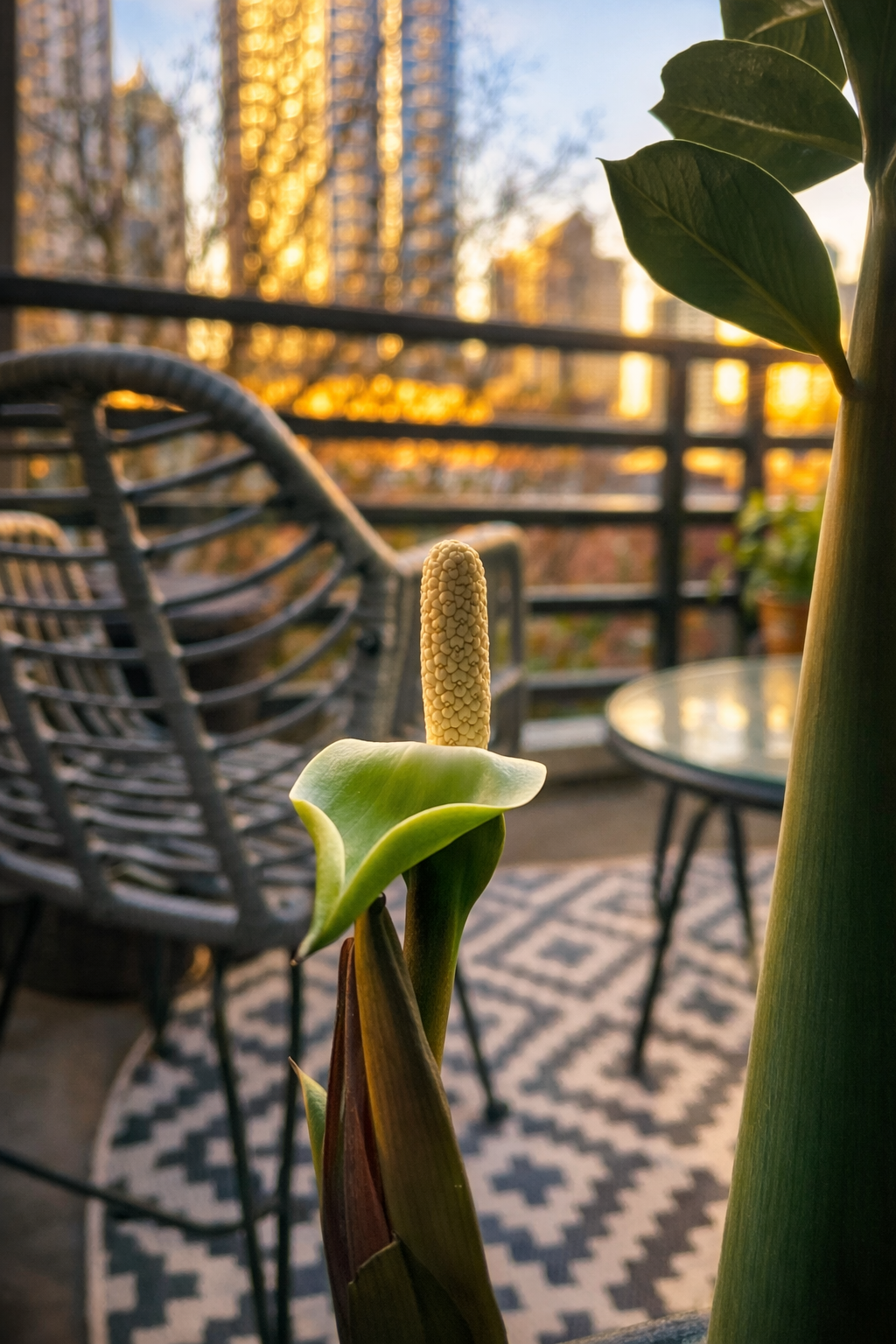 The Flower That Rose Again