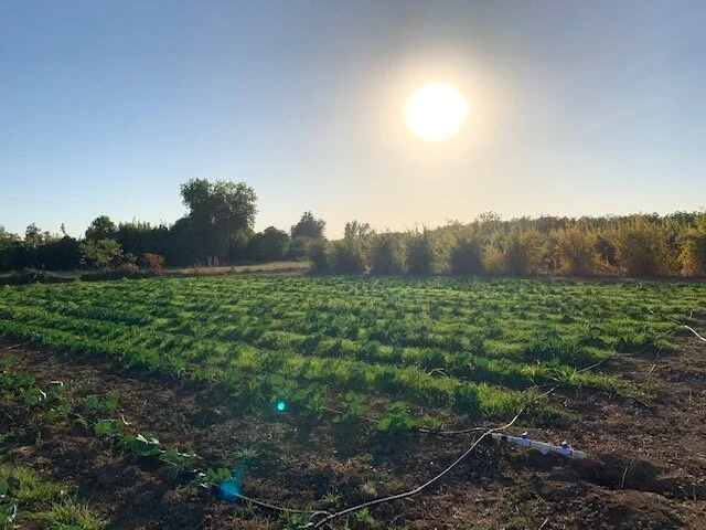 Comanche Creek Farms