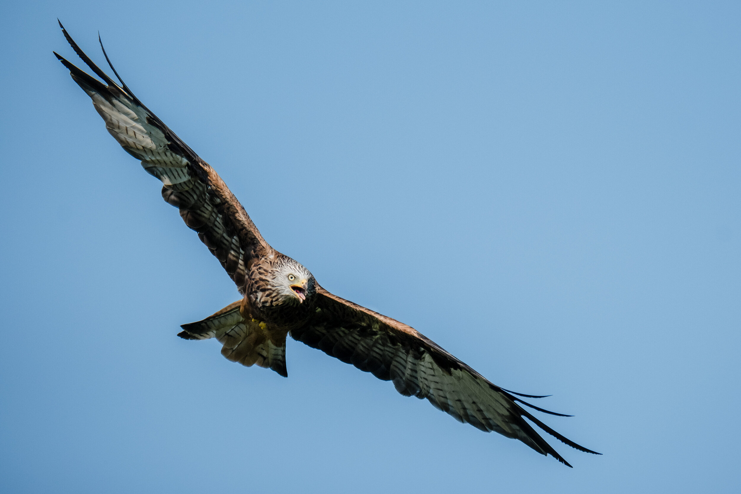red kite (1 of 1).JPG