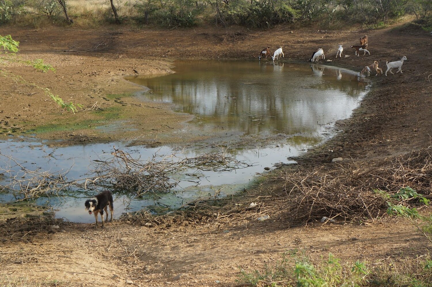 A severely degraded Jaguey shared by Wayuu people and animals. La Guajira, Colomba. Photo by D.H. Rasolt.