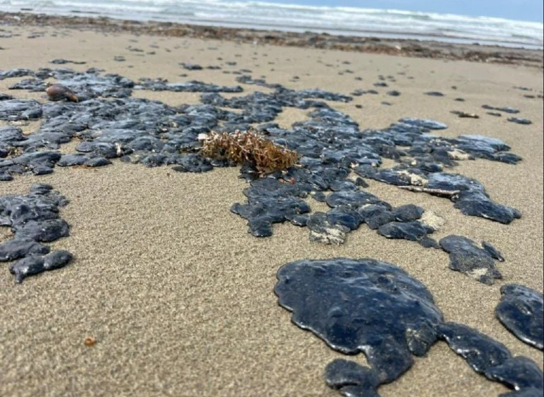 Oil Spill Fuels Ecocide in the Gulf of Mexico