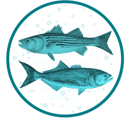 2024 Big Fish Presenting Sponsor