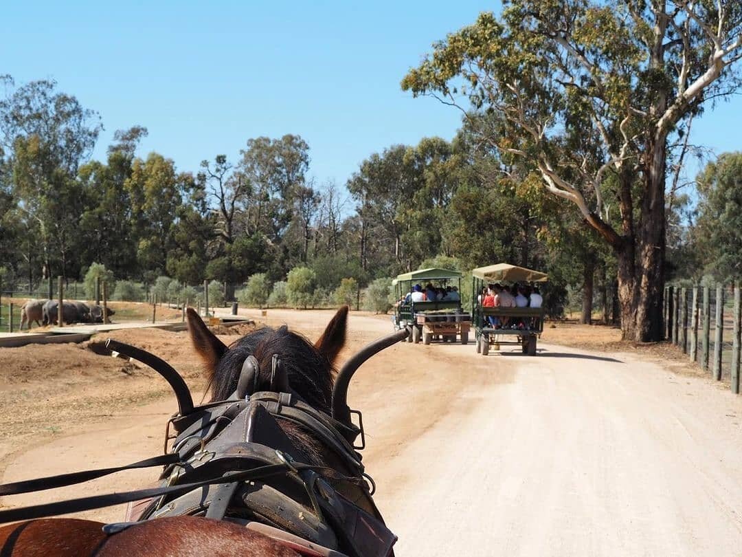 ​You might spot your share of native wildlife as you travel through our region, but there&rsquo;s also a collection of animals you might not be expecting that call this place home. Near the banks of the Murrumbidgee River at Darlington Point, all kin