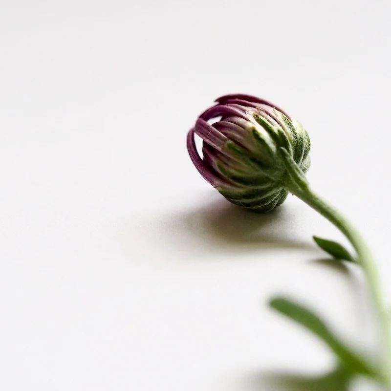 Jess Bailey Design Homepage Square Image 29.JPG