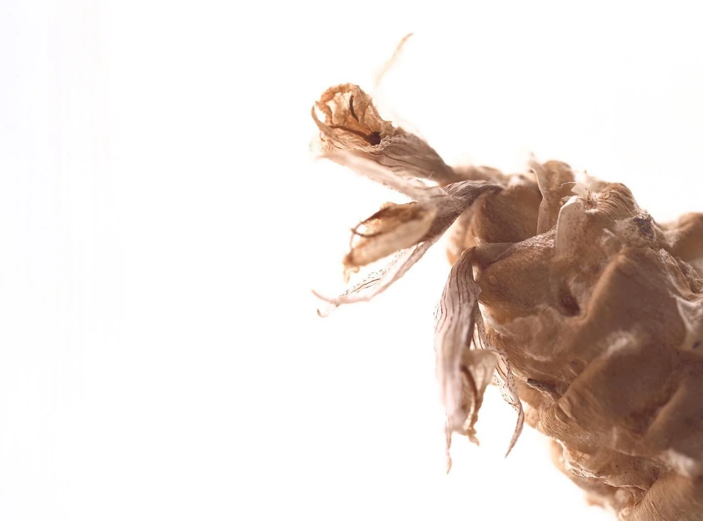 Enjoying the beauty and fragility of this dried beehive flower ☀️