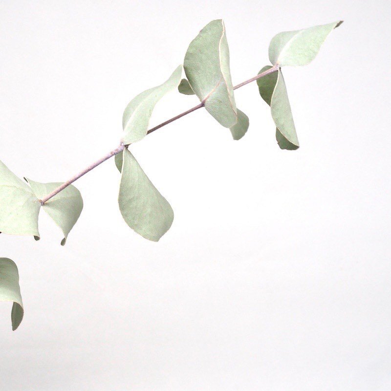 Simply beautiful. I adore finding beauty in the smallest, most simple things. Like one branch. 🌿

 #stillness #peacefulmind #quietmind #mindfulness #bemindful #mentalwellness #positiveenergy #positivelifestyle #thinkhappythoughts #selfgrowth #positi