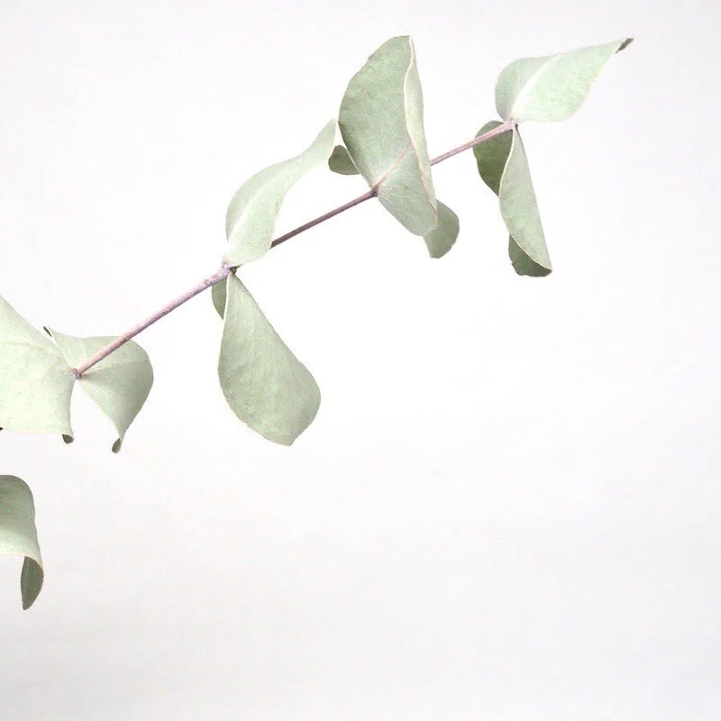 Simply beautiful. I adore finding beauty in the smallest, most simple things. Like one branch. 🌿

 #stillness #peacefulmind #quietmind #mindfulness #bemindful #mentalwellness #positiveenergy #positivelifestyle #thinkhappythoughts #selfgrowth #positiveselftalk #staypositive #aquietstyle #aslowmoment #capturequiet #beautyyouseek #alliseeispretty #choosejoy #calmversation #embracingaslowerlife #livethelittlethings #makeitblissful #makemoment #myquietbeauty #seekthesimplicity #simpleandstill #thatauthenthicfeeling #thelifestyle #thesimpleeveryday #theartofslowliving