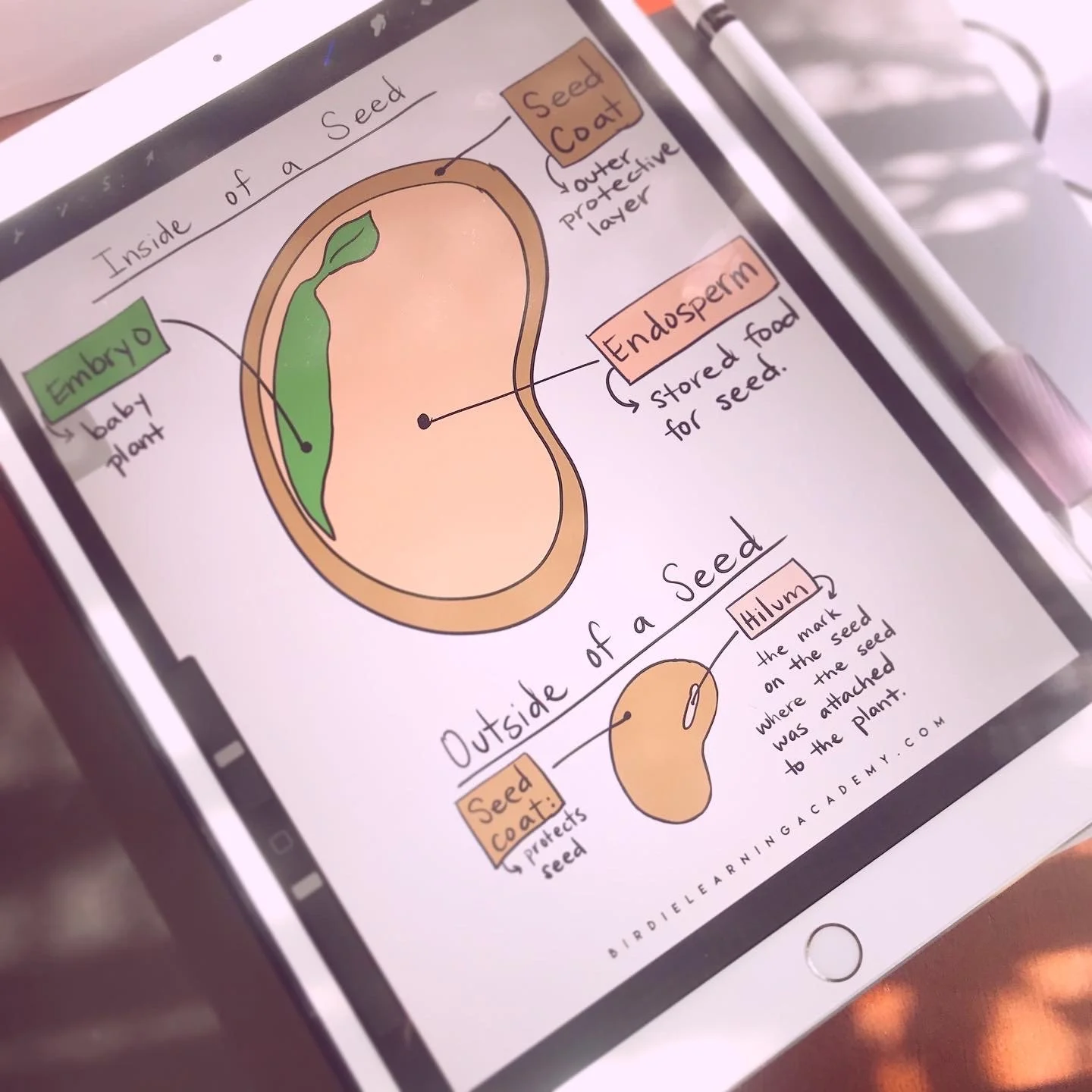 [Freebie] Parts of a Seed DIY Book