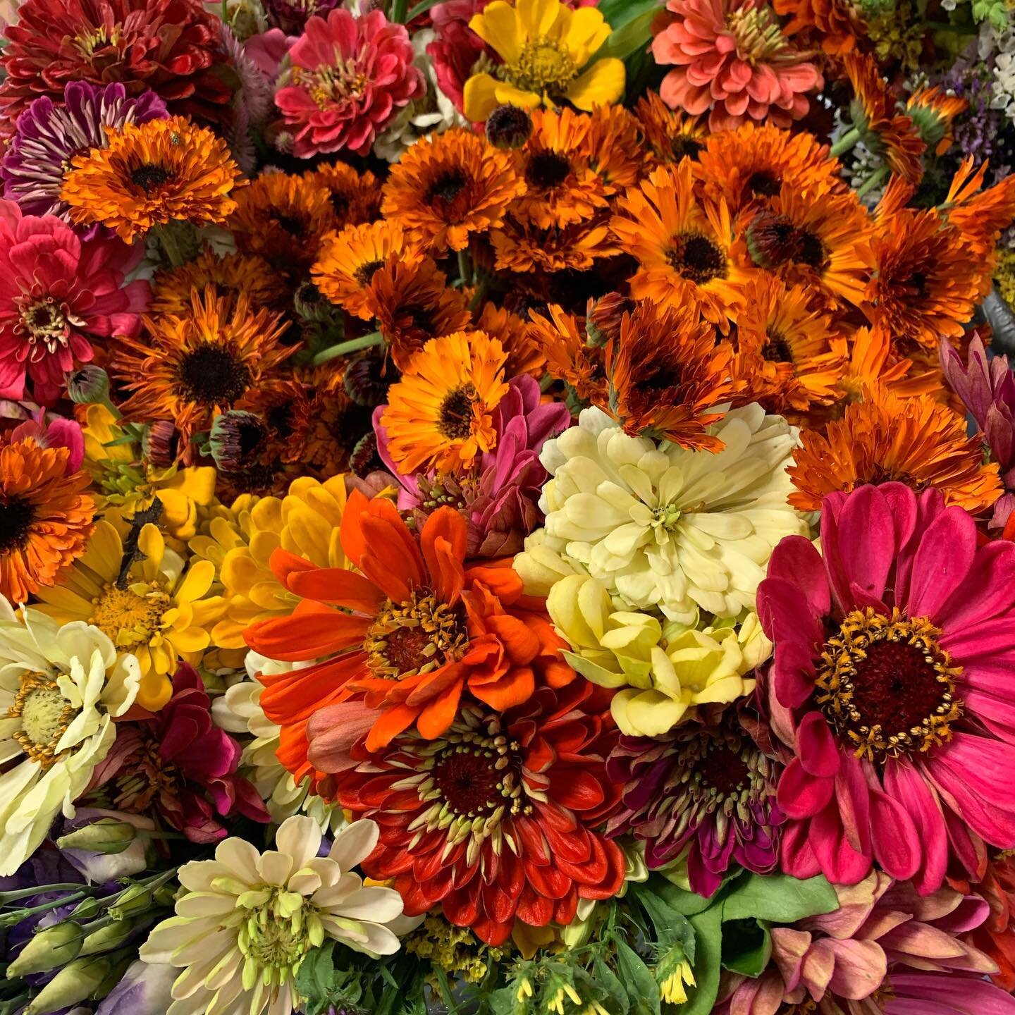 These Fresh cut flowers are sure to bring a rainy day. Just five dollars a bunch!