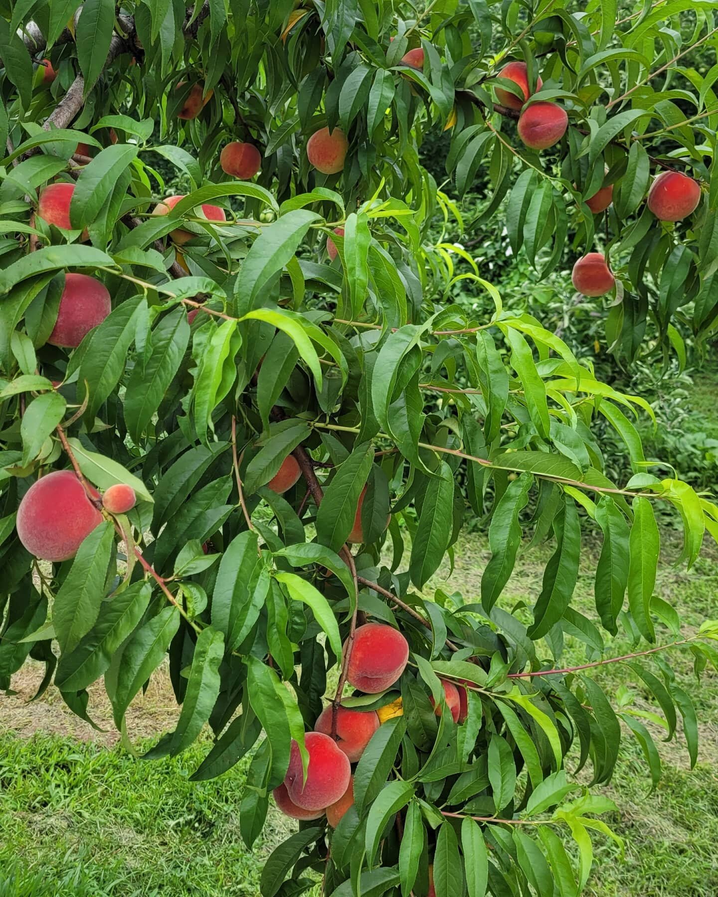 Pick your own Peaches, Blueberries and Lodi Apples!  We have everything you need to pick...except the rain boots.  Please bring sensible shoes to wear into the fields because we received a lot of rain yesterday!  Fields are open everyday except Tuesd
