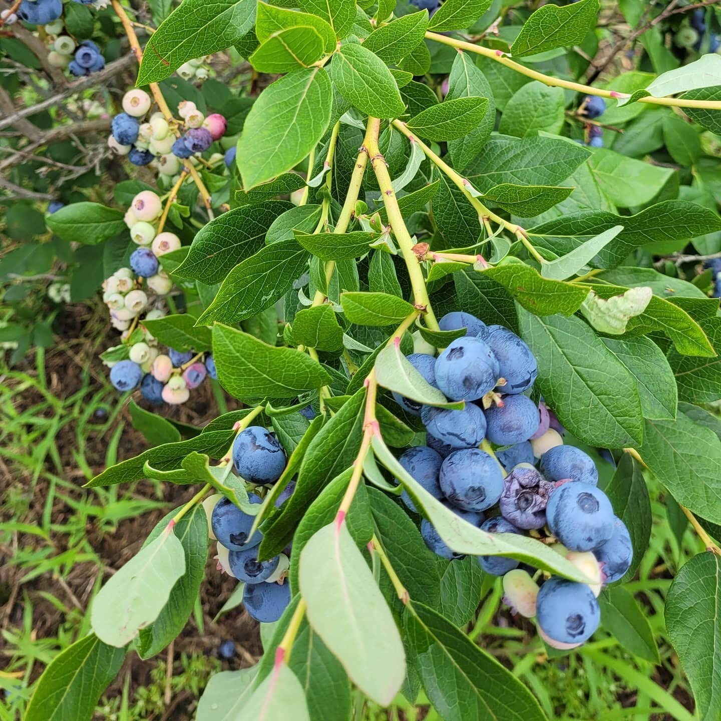 Our Hebron Ave blueberries will be open for our 1st day tomorrow. This Thursday the picking will be great! 90% blue and ready to go.  We will be open 9 to 4.  Stay tuned for pick your own veggies.  Starting soon if the sun comes back out!  3582 Hebro