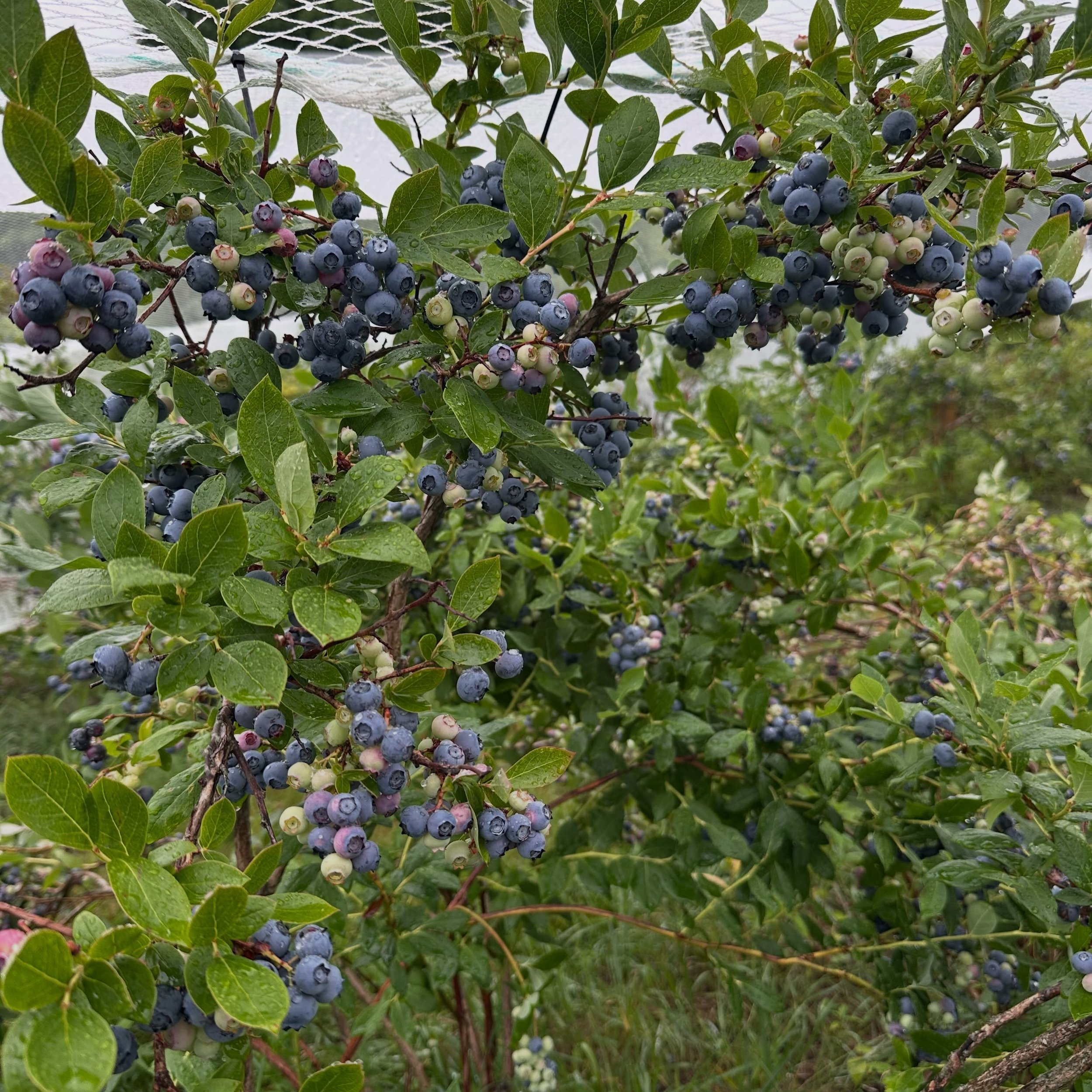 Have the itch for blueberry picking??? You&rsquo;re in luck!! Tomorrow, July 9th, we begin PYO blueberries at 3582 Hebron Avenue!!! PYO is offered 8am-3pm Thursday through Sunday! 🫐🫐🫐

At 529 Woodland Street, we have many fresh fruits and vegetabl