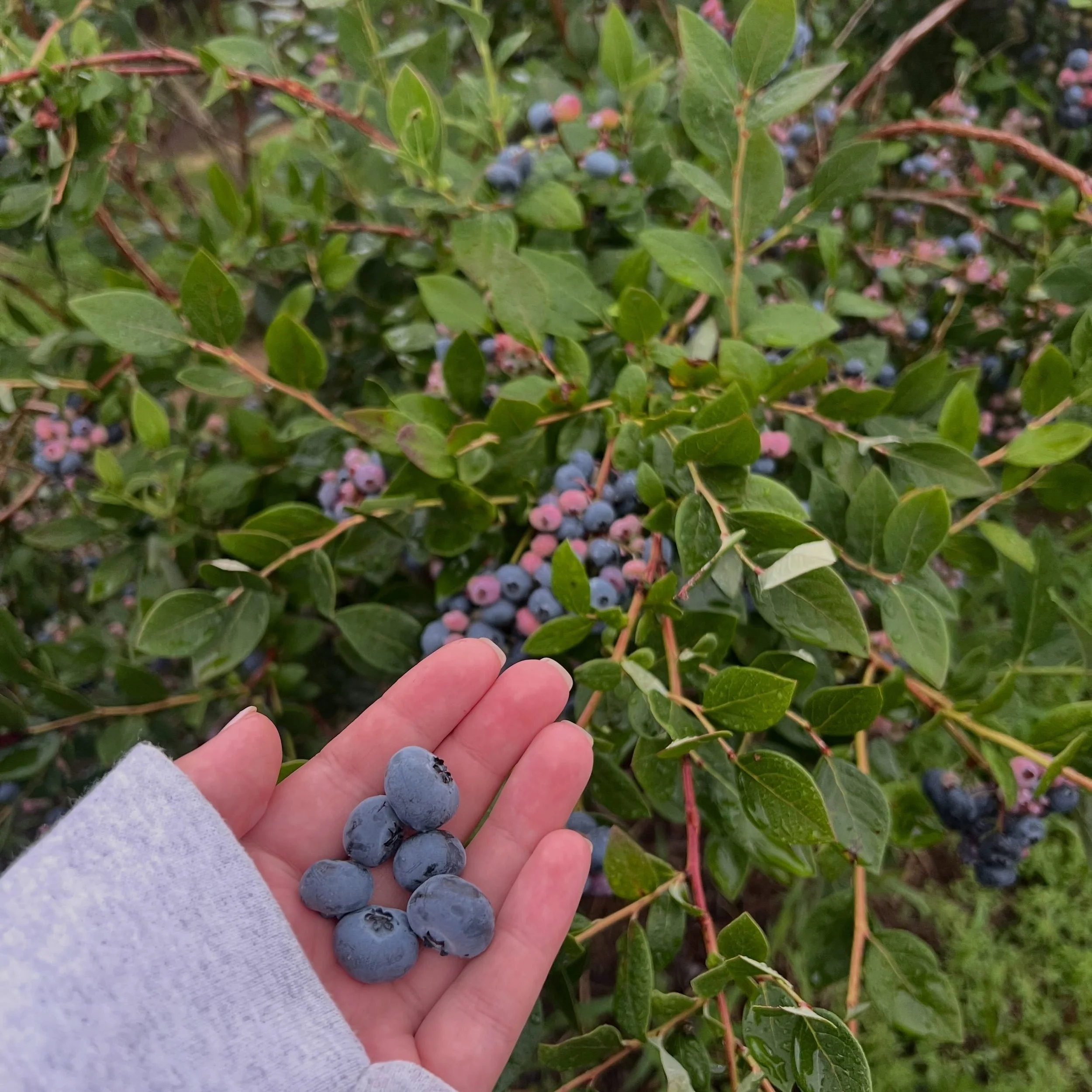 Blueberry picking at Woodland Street begins TODAY!! We have NEW lunch specials on the board, blueberry fritters 9-3, fresh produce &amp; meal items available 8-5, blueberry picking 8-4 (8-3 at Hebron Avenue), and LOBSTER ROLLS 11-3!!! See you all soo