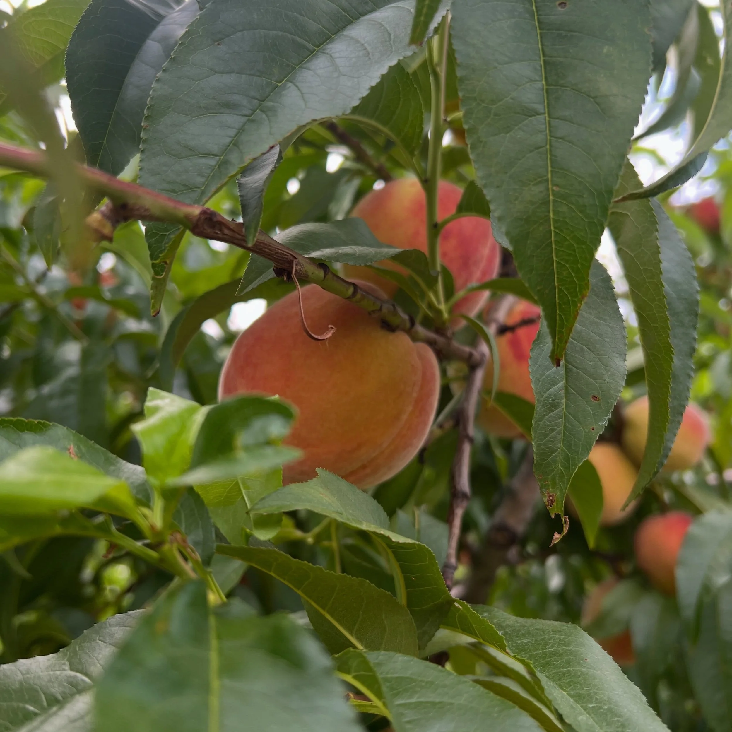 Happy Fri-YAY!!! It looks like it&rsquo;s shaping up to be a beautiful day&hellip; perfect weather for picking!! We will have PYO Lodi Apples, Peaches, and Blueberries today &amp; through the weekend!! Don&rsquo;t forget we have PYO blueberries at 35