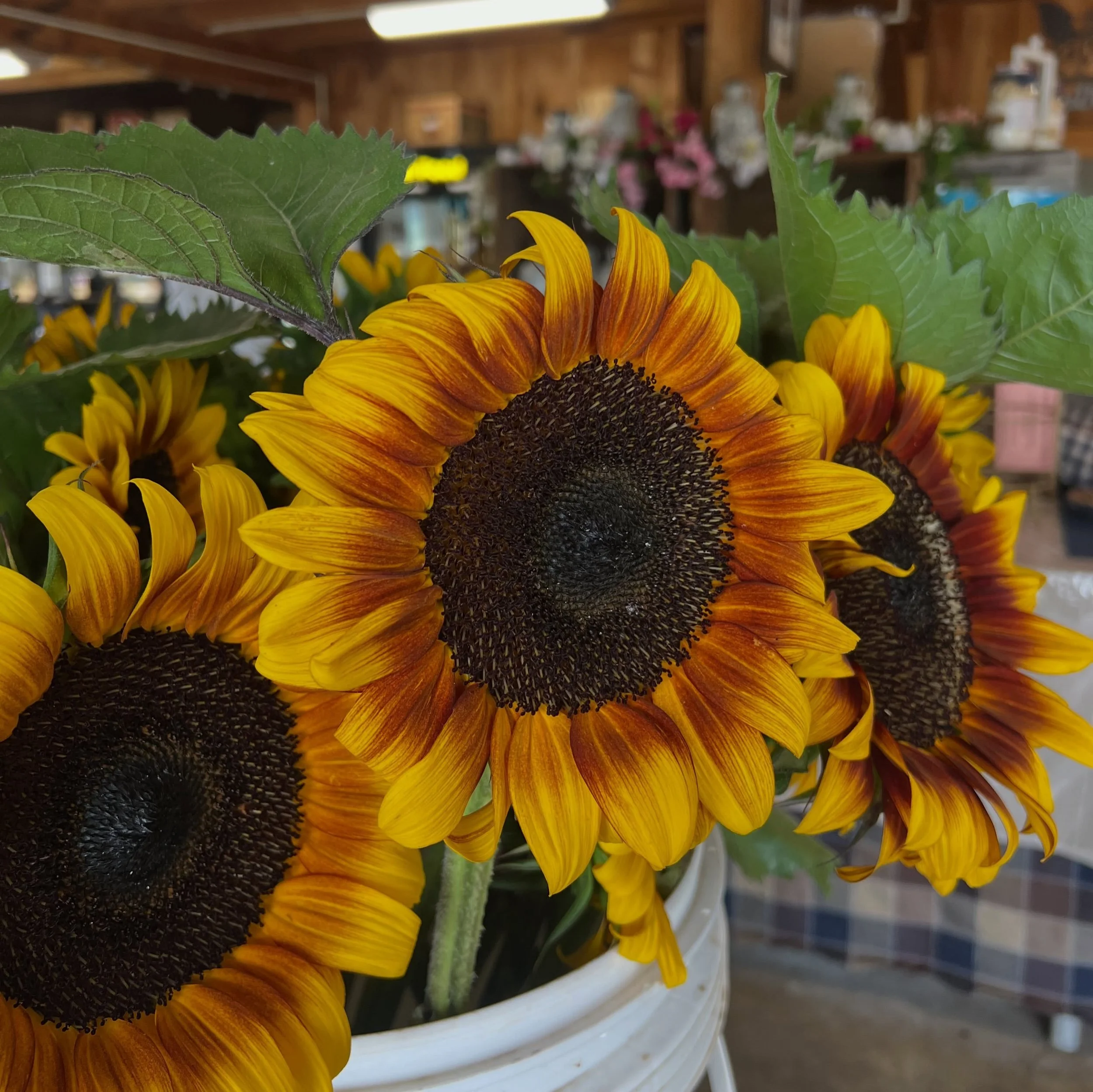 It&rsquo;s the perfect time to gather your friends &amp; families to get some blueberry, peach &amp; Lodi apple picking in before the rain comes!! While you&rsquo;re here, get some blueberry fritters (9-3), lunch (11-3) and meal items to get you thro