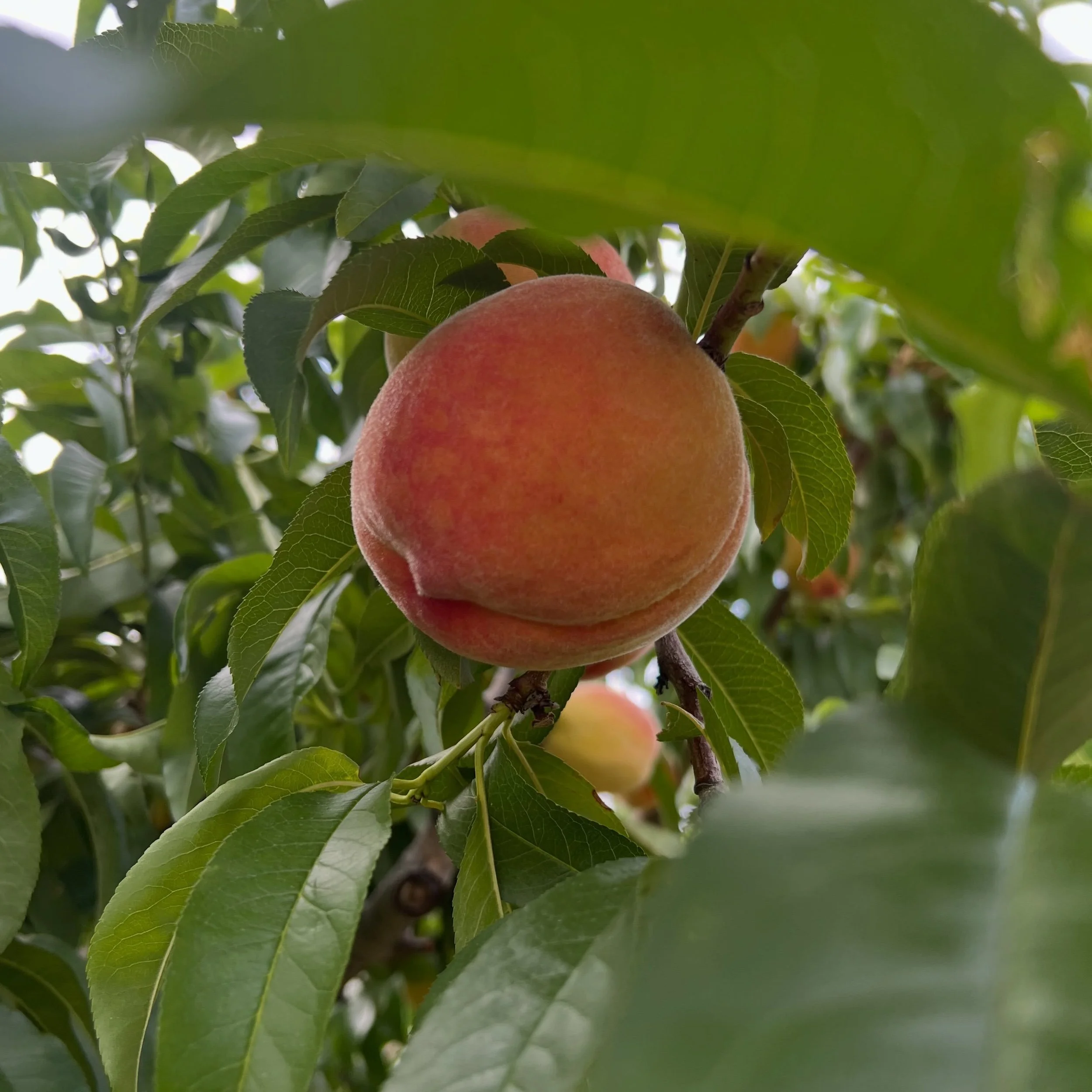 Happy Weekend!! It&rsquo;s a beautiful day to gather your families to pick blueberries, peaches, &amp; Lodi apples then join us for lunch between 11 and 3; while you&rsquo;re here, stock up on items for dinner along with fresh picked fruits and veget