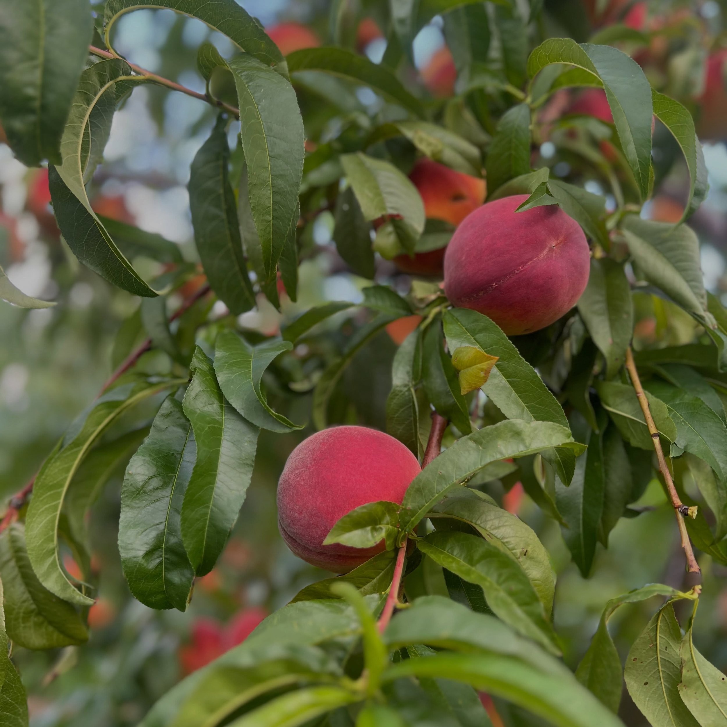 It&rsquo;s a beautiful day to pick peaches!! Come by between 8 and 4 to pick your own delicious, juicy peaches; or buy them in various quantities pre picked as well between 8 and 5!! We have a plethora of farm fresh produce on the tables and some hou