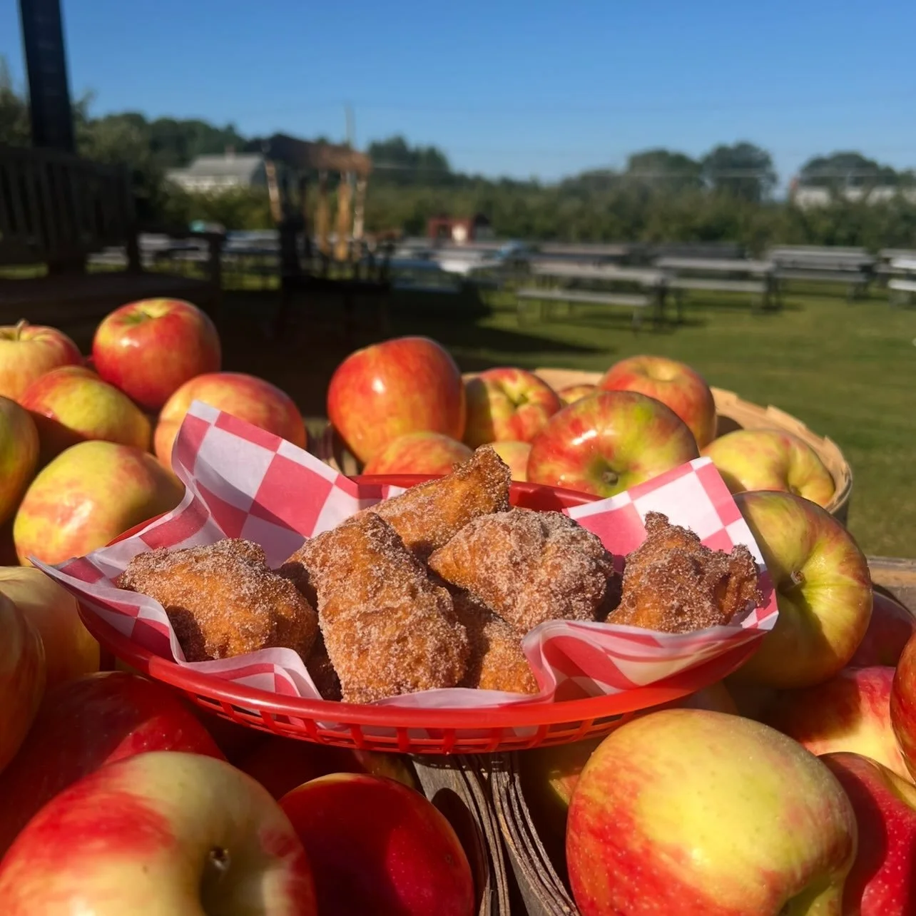 🍏🍎HONEY CRISP APPLE FRITTERS ARE BACK!!!🍎🍏

Happy Friday!!! Beginning today, we will have Pick Your Own Honey Crisp Apples and&hellip;&hellip; HONEY CRISP APPLE FRITTERS served between 9 and 3 Wednesday through Sunday!! Don&rsquo;t forget that we