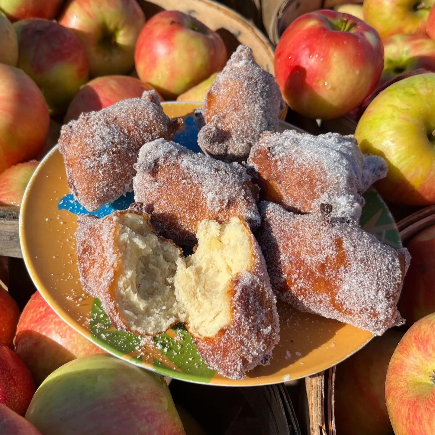 Happy Labor Day Weekend!! Kickstart the best season with everything autumn offered at Dondero&rsquo;s!! Starting this weekend we have many PYO Apple varieties: 
&bull;Autumn Crisp
&bull;Cortland
&bull;Mutsu
&bull;Fuji
&bull;Macoun
&bull;Gala
&bull;an