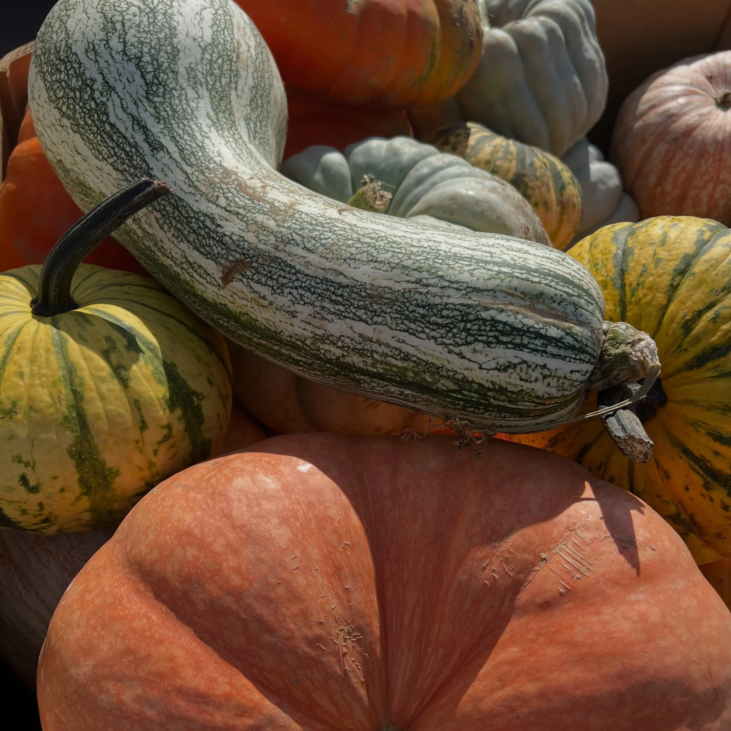 It&rsquo;s Friday-YAY!! An absolutely perfect day to visit the farm, pick apples, get some lunch, prepared meals for later, and spend time with friends &amp; family!! We have NEW, never before seen lunch specials up on the board served between 11 and