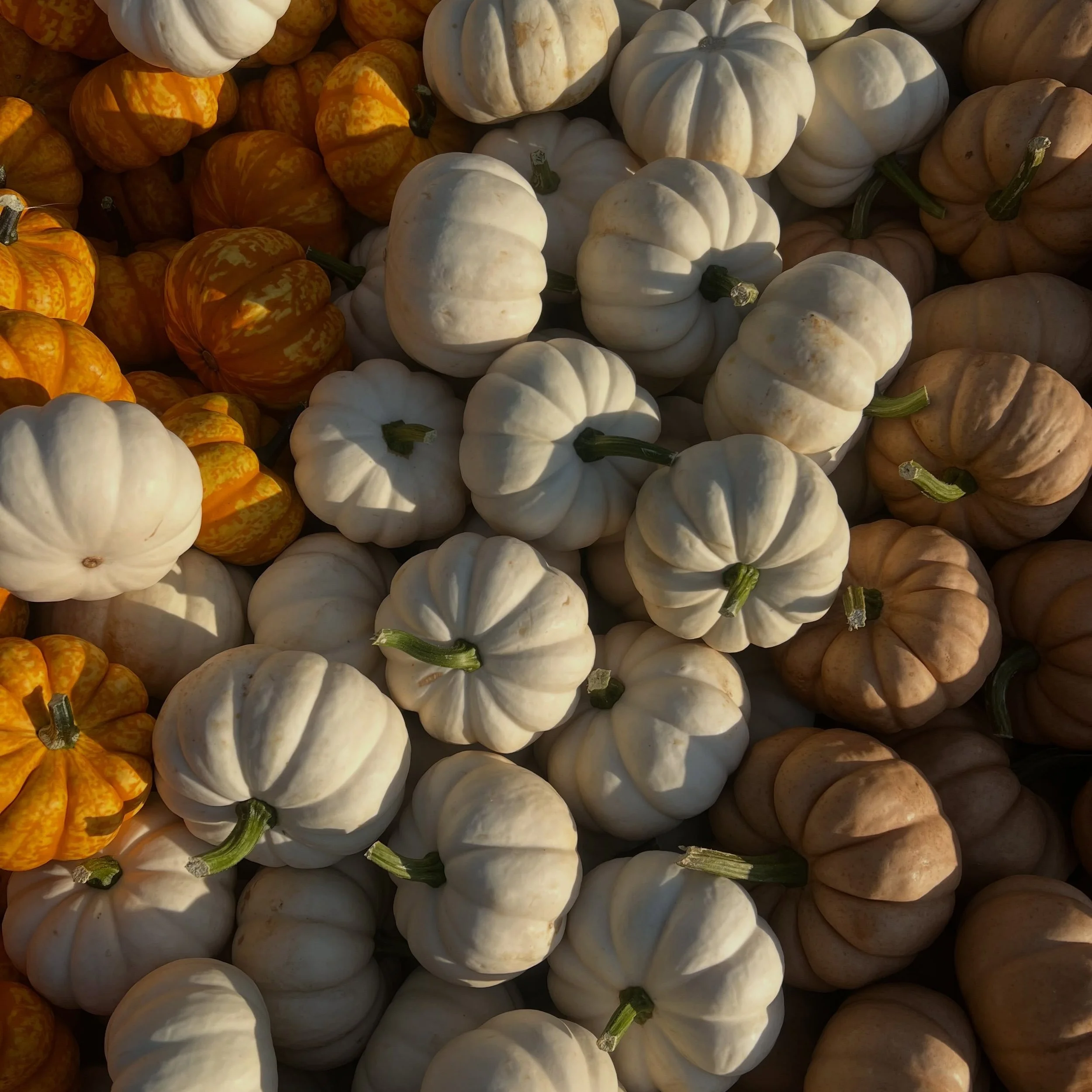 It&rsquo;s that time of year again!! We have a gorgeous variety of pumpkins &amp; mums to cozy up your home for the season as well as freshly prepared meal items in the case, apple fritters (9-3 Wed-Sun), lunch 11-3, Apple picking 8-4, and so much mo