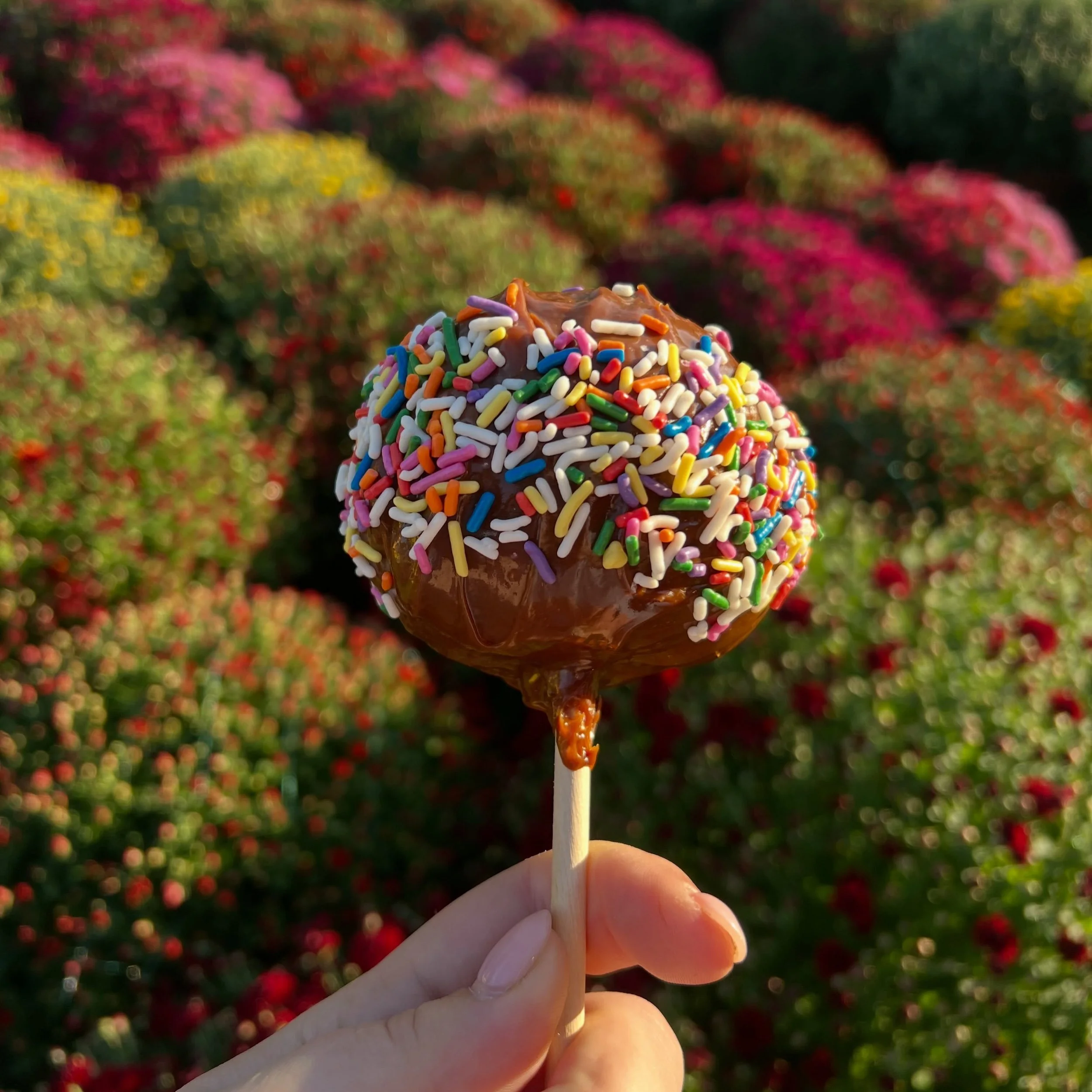 Happy October!! Get the most out of this gorgeous day with a visit to the farm! Gather your friends and families to enjoy lunch, apple picking, caramel apples, mums &amp; pumpkins, prepared meals, apple fritters, and more!! Our store is open 8-5 with