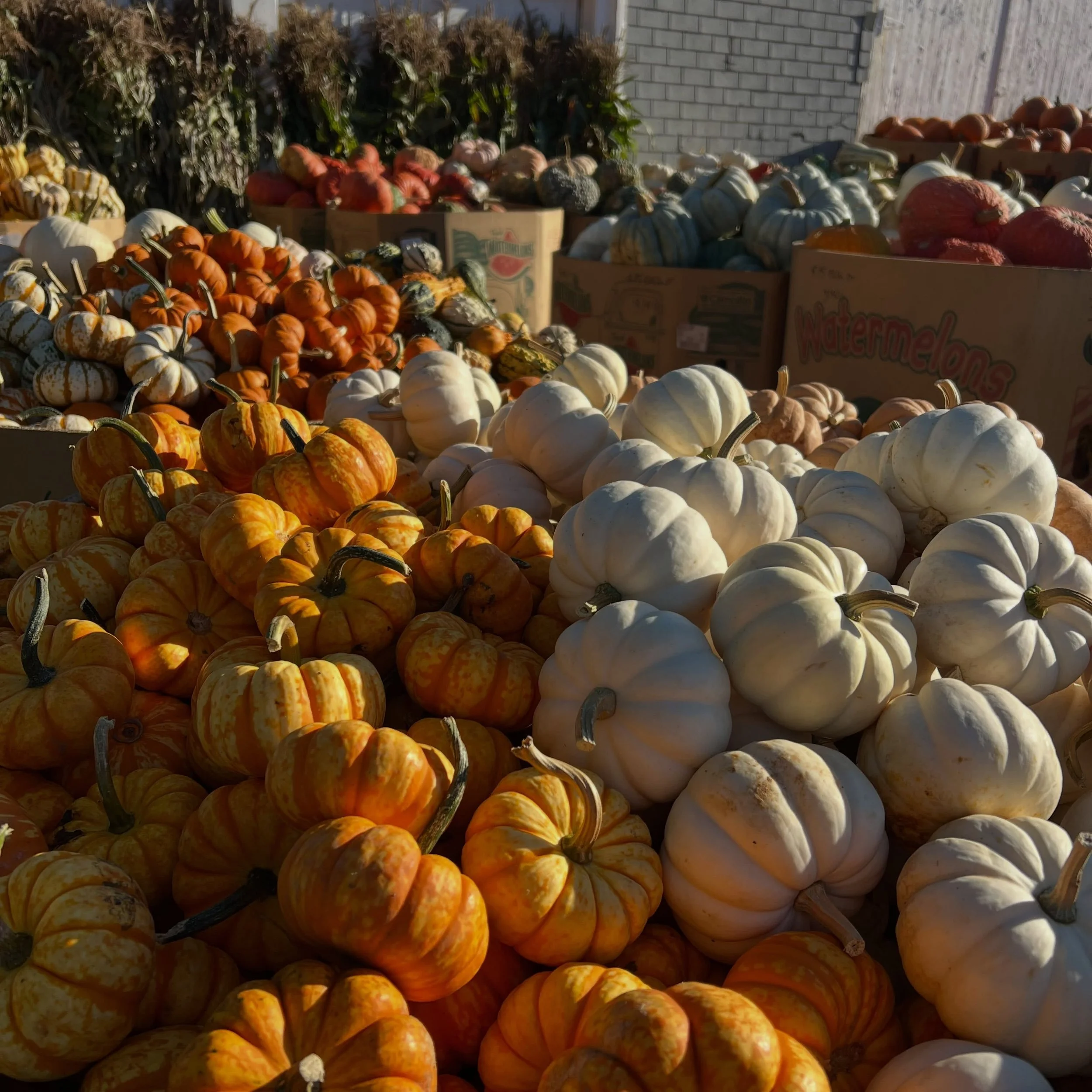 The sun is shining and there&rsquo;s a crisp in the air&hellip; the most picture perfect fall day for apple picking!! We have 10 varieties of apples to pick, pumpkins, mums, lunch 11-3, apple fritters 9-3, fresh prepared meals in the case, baked good