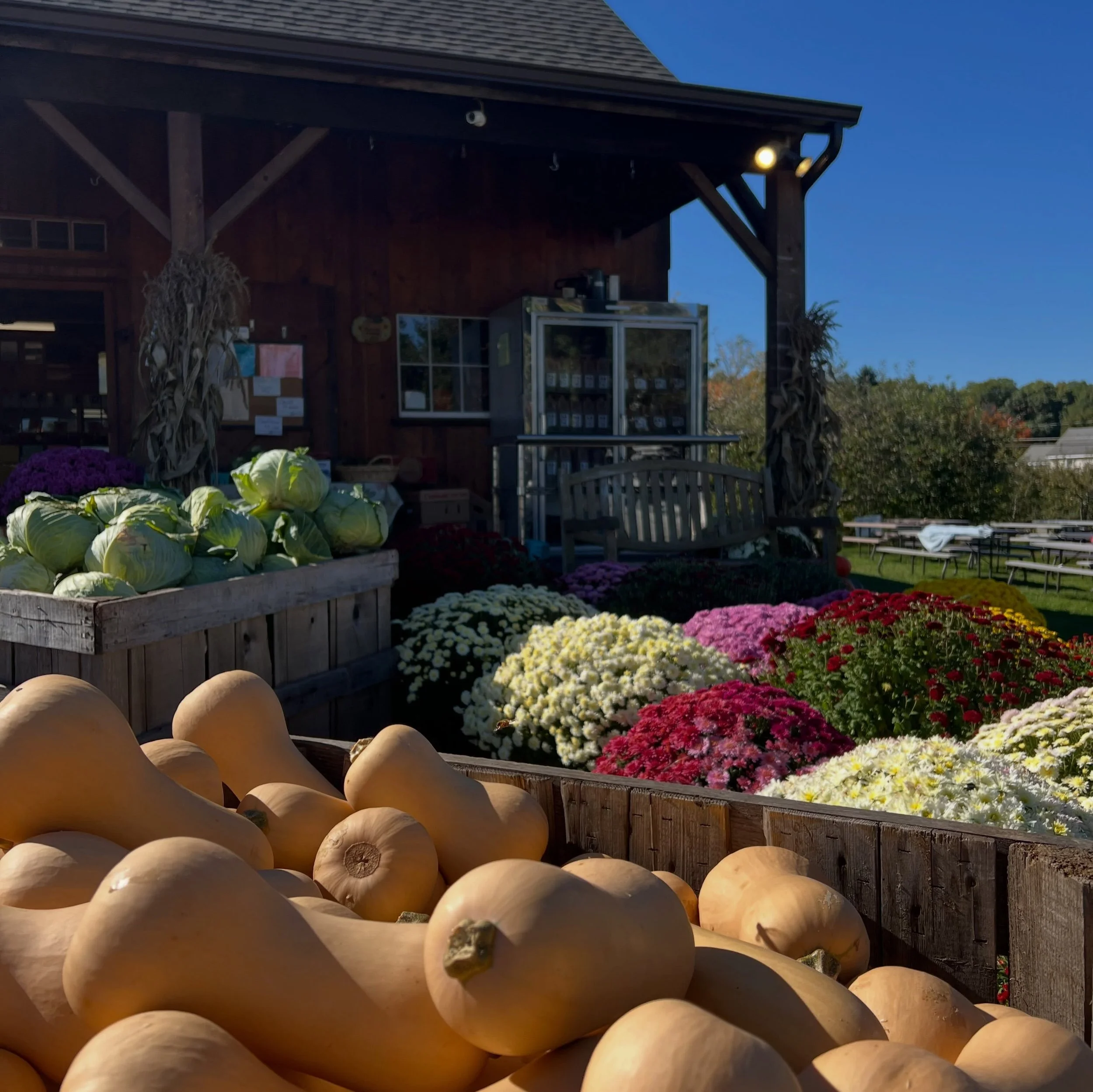 Happy Friday!! It&rsquo;s an absolutely GORGEOUS autumn day to enjoy everything this time of year has to offer!! Come by the farm for all things fall including:
&bull;NEW fall lunch specials (11-3) 🥪 
&bull;Brussels Sprouts, Sweet Potatoes, Butternu