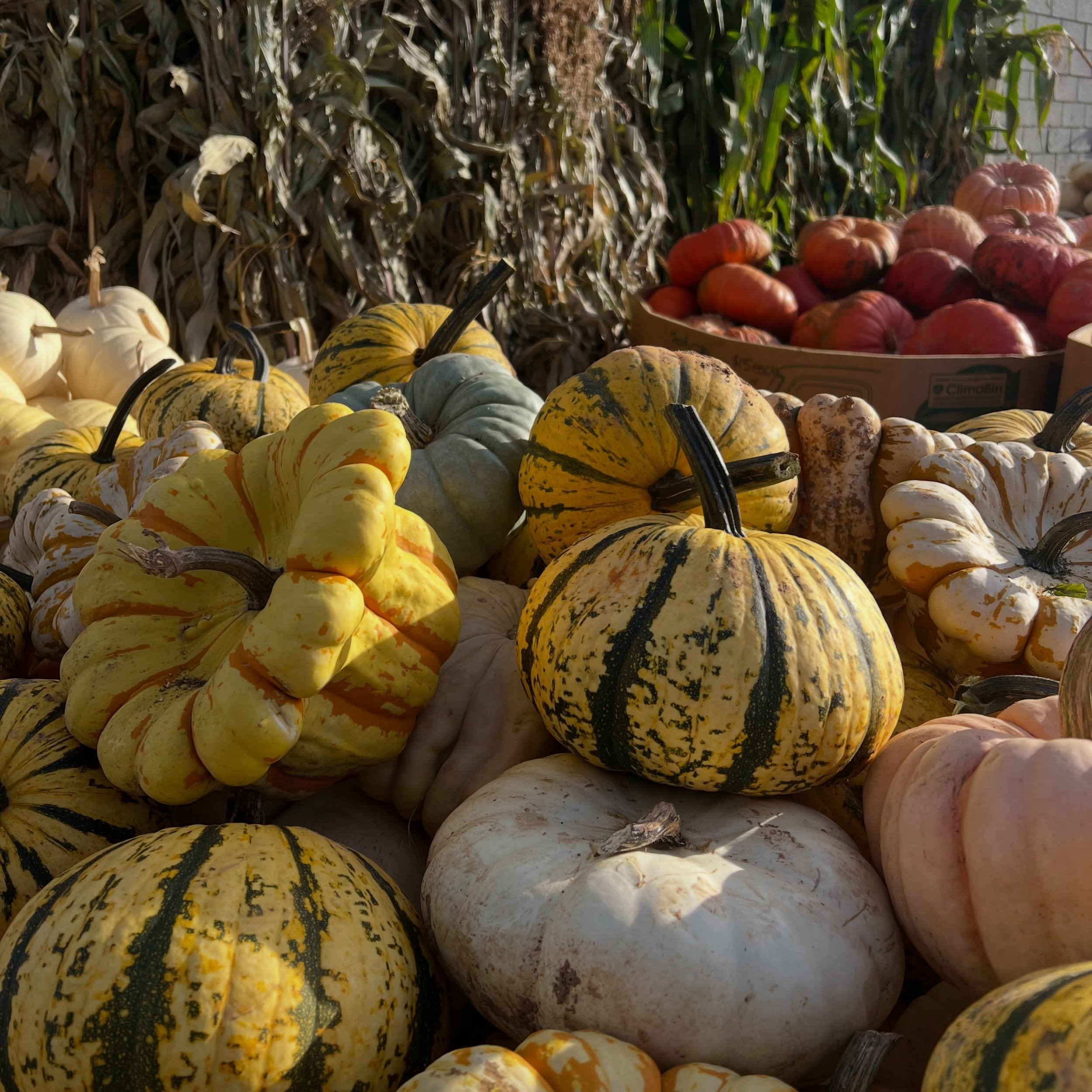 Today is the PERFECT fall day!! Here&rsquo;s all the autumn happenings on the farm today &amp; this weekend:
&bull;Hot Apple Cider ☕️
&bull;Apple picking (12 Varieties!!) 🍏🍎
&bull;NEW lunch specials on the board (in addition to our fall menu) 🍂🍁

