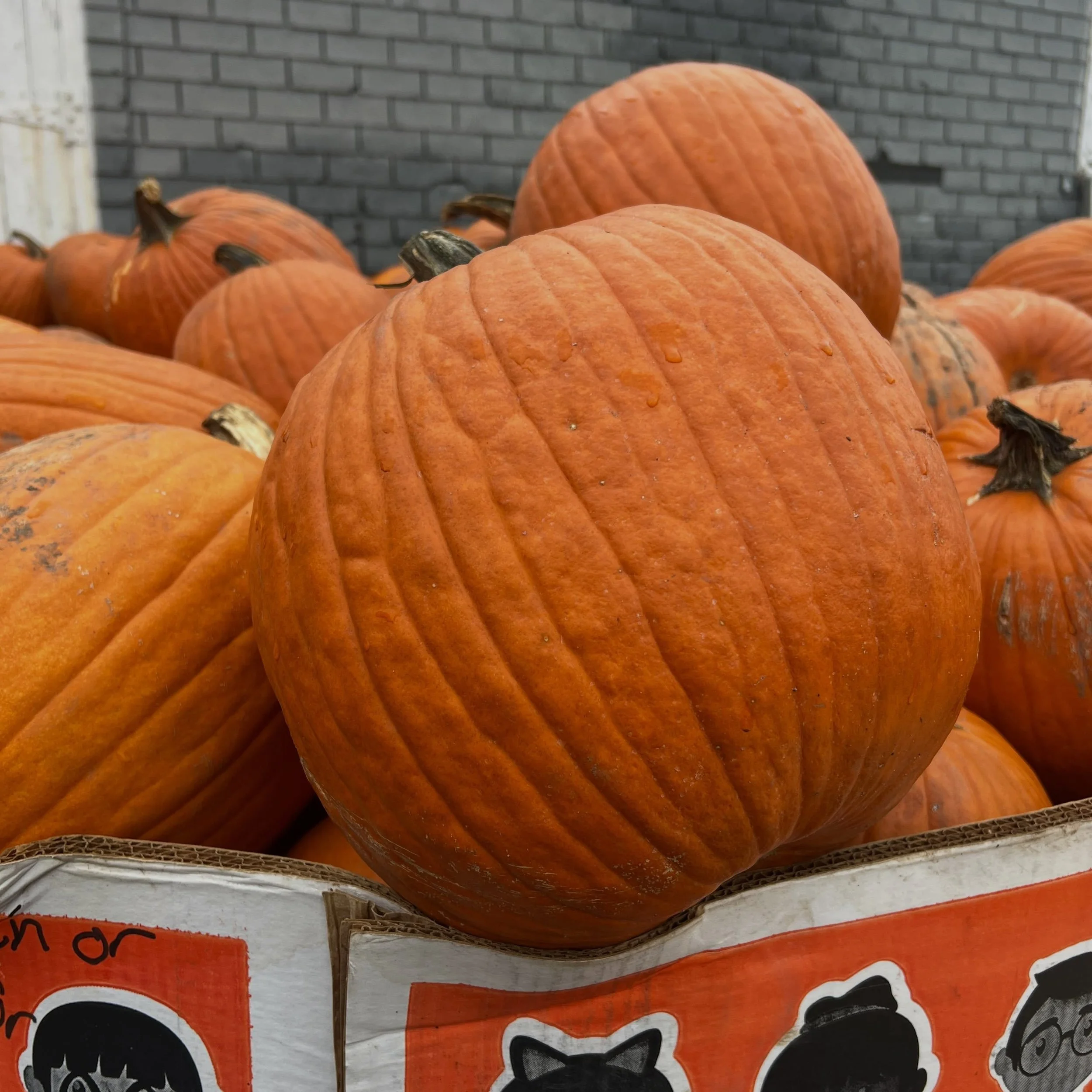 It&rsquo;s a beautiful, crisp, perfect day in October!! We are open 8-5, serve lunch 11-3 (NEW never before seen lunch specials on the board), apple fritters 9-3, have prepared meals in the case, carving pumpkins are on SALE so stock up before Hallow