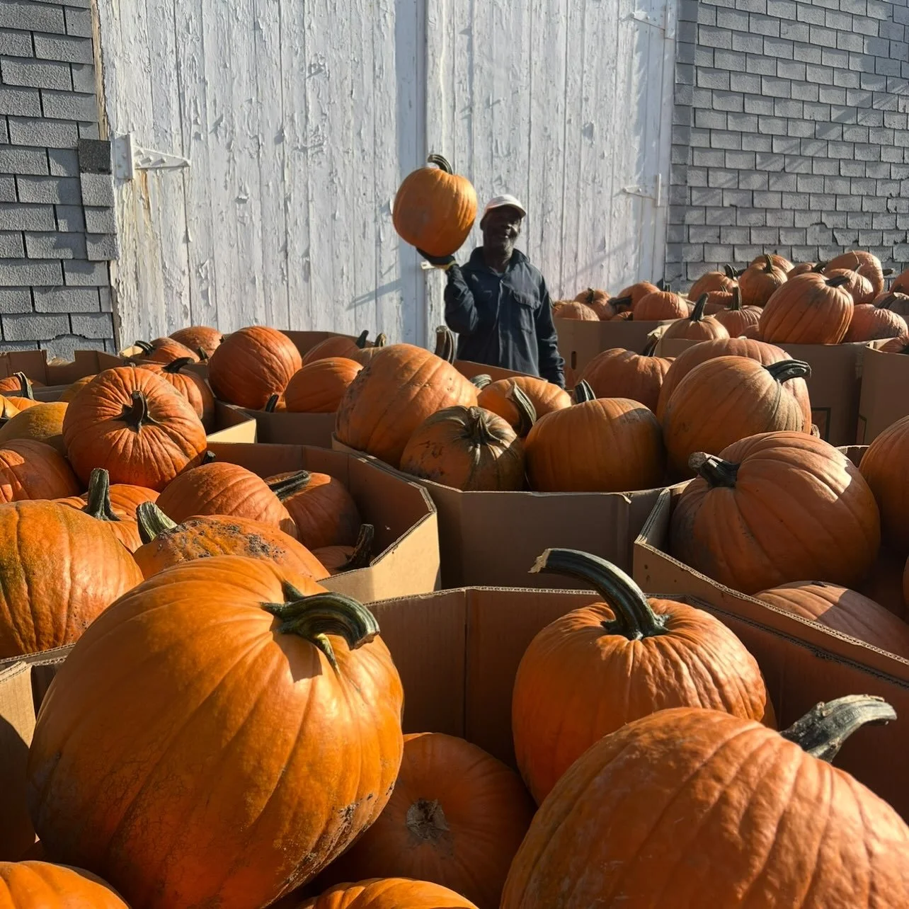 🎃🎃🎃Halloween is only 3 DAYS AWAY!!!🎃🎃🎃
Now is the time to get your carving pumpkins!! We have the most perfect, round, orange pumpkins for making the BEST jack-o-lantern on the block (and they&rsquo;re on SALE!! Buy two get one free)!!! Don&rsq