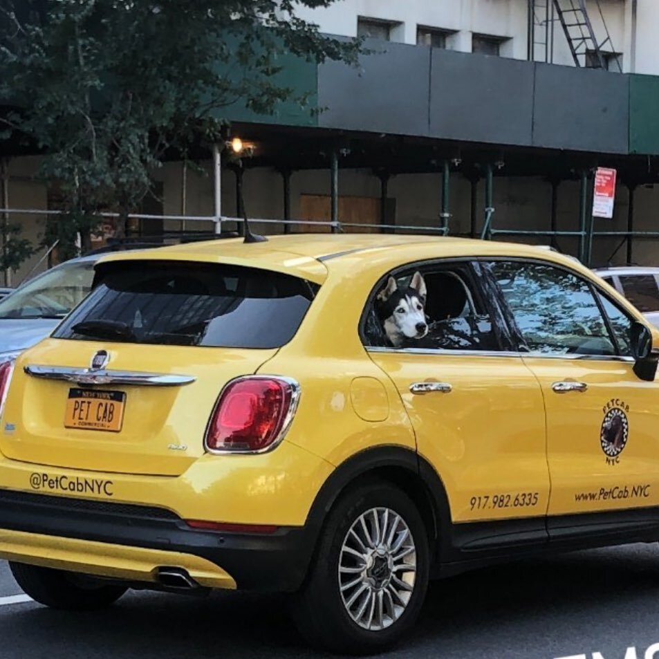 Do Nyc Cabs Allow Dogs