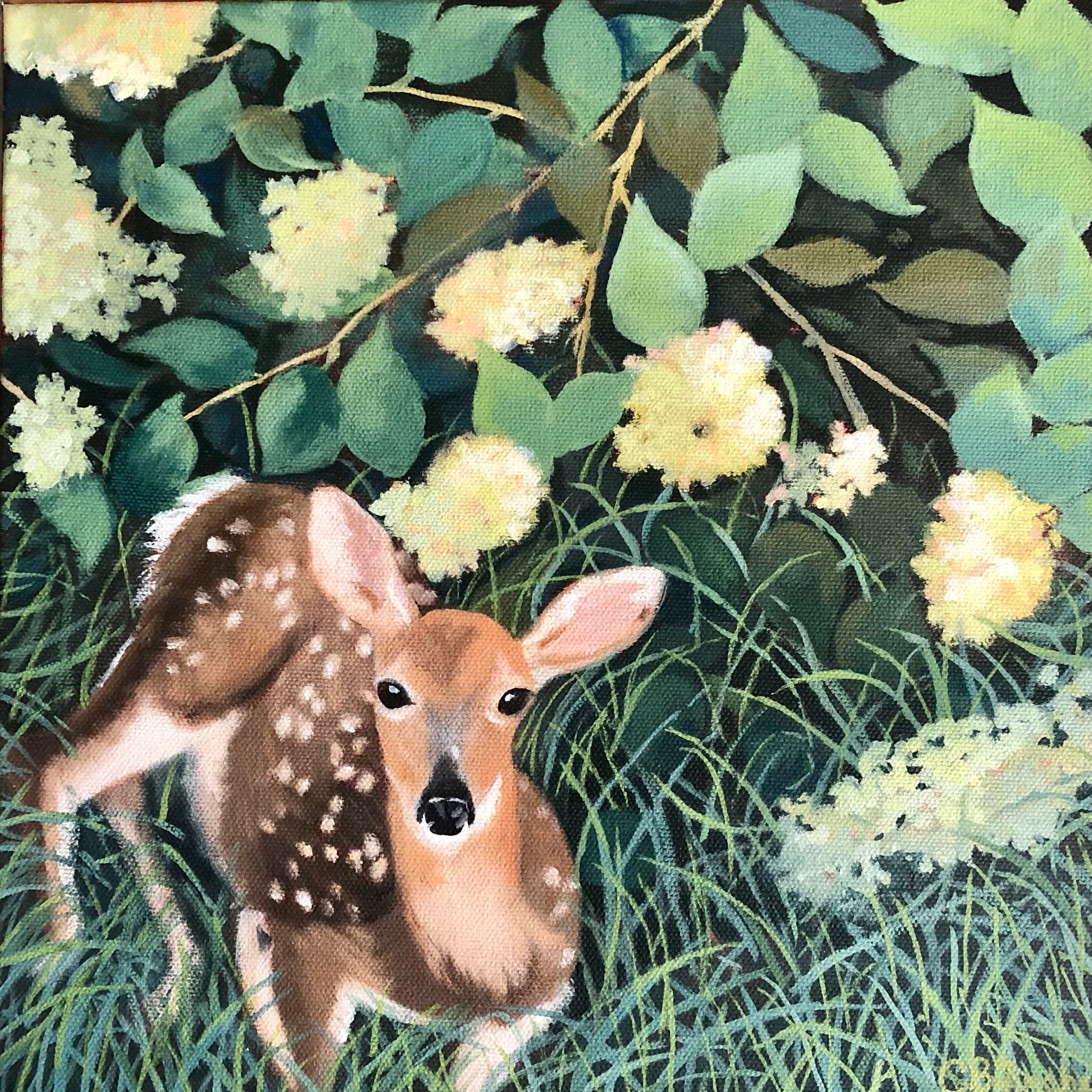 Fawn