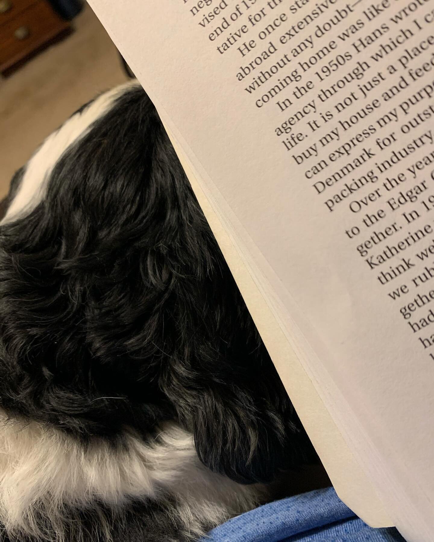 Pup in the lap and a book with a mug of Sleepytime tea. A good way to end a rainy day.
