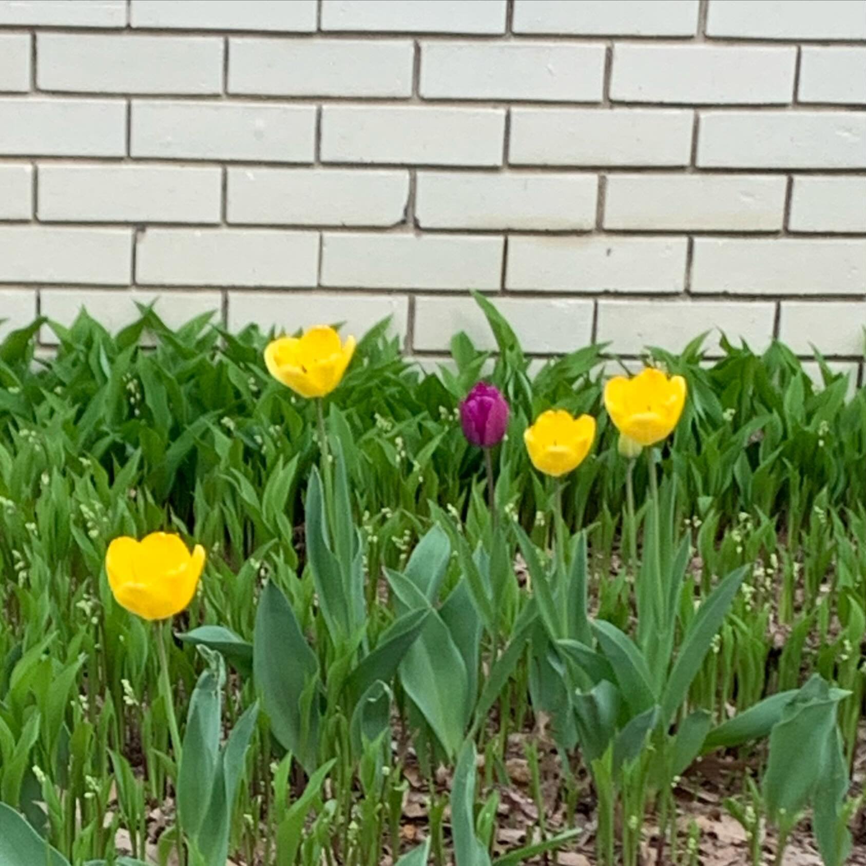 Tulips are blooming.